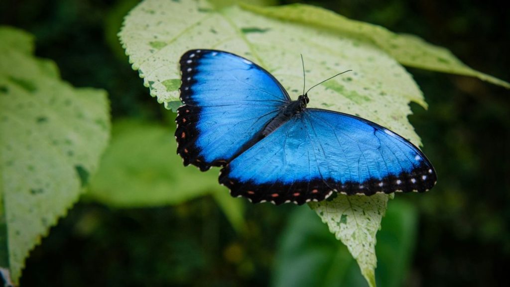 Bluesky social media logo with butterfly