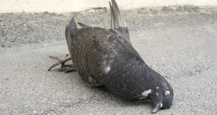 Dead pigeon on concrete